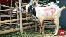 Bagaimana Hukum Menyembelih Hewan Kurban Sendiri?