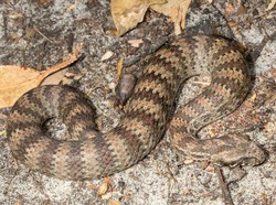Mengenal Death Adder Papua, Si Ular Bodoh yang Sangat Mematikan