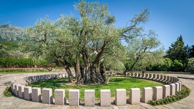 Stara Maslina, pohon zaitun Montenegro diklaim menjadi yang tertua di Eropa, usianya bahkan lebih tua dari Yesus Kristus.