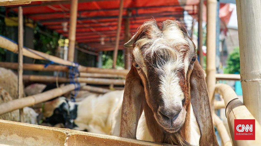 10 Kriteria Cacat Hewan yang Tidak Sah untuk Kurban Idul Adha