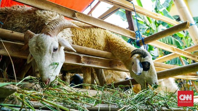 Mendekati Hari Raya Idul Adha, umat Muslim mulai berbondong-bondong mencari hewan kurban. Berikut cara memilih hewan kurban Idul Adha sesuai sunah.