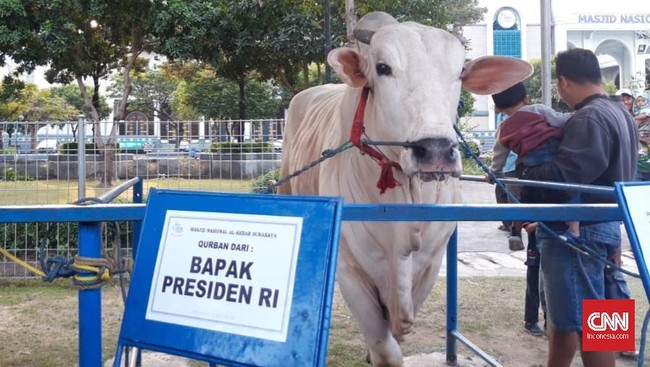 Presiden Jokowi dan Wapres Ma'ruf Amin sama-sama menyerahkan kurban di Masjid Istiqlal berupa seekor sapi simmental dengan bobot 1 ton.