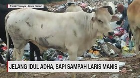 VIDEO: Jelang Idul Adha, Sapi Sampah Laris Manis