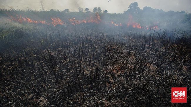 Warga Pekanbaru Tewas di Hutan Diduga Akibat Asap Karhutla Helmy Oemar (59) sempat hilang sejak Sabtu lalu (24/8), jasadnya yang tengah meringkuk di bawah pohon baru ditemukan pada Minggu (25/8)
