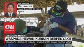 VIDEO: Waspada Hewan Kurban Berpenyakit