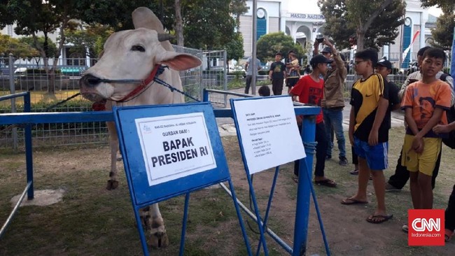 Setelah berkurban sapi di Banten dan Sulawesi Selatan, Presiden Jokowi juga berkurban di Surabaya dengan menyerahkan sapi sebesar 1 ton ke Masjid Al Akbar.