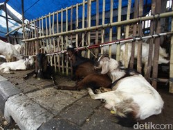 Penjual Hewan Kurban di Bandung Dianjurkan Transaksi Via Daring