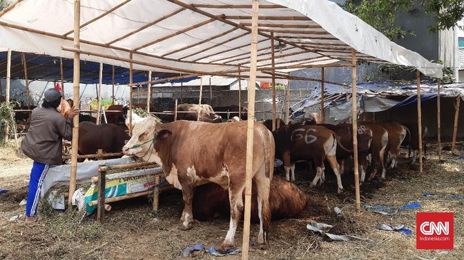 Keluh Kesah Penjual Hewan Kurban Sewa Lapak Agar Tidak Mengganggu di Trotoar.