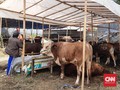 Pedagang Hewan Kurban dari Luar DKI Wajib Kantongi SIKM