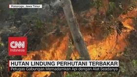 VIDEO: Hutan Lindung Perhutani Terbakar