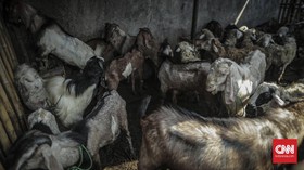 Mobil Pikap Angkut 50 Kambing Terguling di Tol Madiun