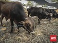 Bandung Atur Penyembelihan Hewan Kurban saat Pandemi Covid-19