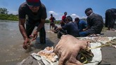 FOTO: Memaknai Ikhlas pada Ritual Pemotongan Hewan Kurban Ritual pemotongan hewan kurban dimaknai sebagai keikhlasan berbagi dan untuk menambah ketakwaan umat Muslim.