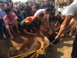 Ini 5 Hal yang Dimakruhkan dalam Penyembelihan Hewan