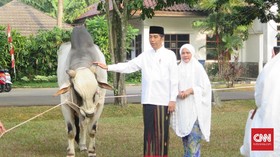 Jokowi Kurban Sapi Bobot Sekitar 1 Ton di Sejumlah Provinsi Lagi