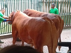Cerita Sapi Limosin Seharga Mobil yang Jadi Langganan Pesohor Tanah Air