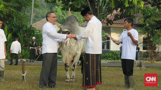 Jokowi menyerahkan hewan kurban sapi seberat 1 ton kepada panitia kurban di Kebun Raya Bogor. Penyerahan sapi dilakukan usai melaksanakan salat Idul Adha.