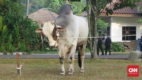 Sapi Kurban Jokowi Diserahkan ke Masjid Istiqlal