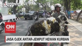 VIDEO: Jasa Ojek Antar-Jemput Hewan Kurban