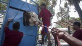 FOTO: Memaknai Ikhlas pada Ritual Pemotongan Hewan Kurban Ritual pemotongan hewan kurban dimaknai sebagai keikhlasan berbagi dan untuk menambah ketakwaan umat Muslim.