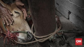 Ahli Epidemiologi Sarankan Hewan Kurban Jalani Tes Kesehatan