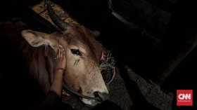 FOTO: Memaknai Ikhlas pada Ritual Pemotongan Hewan Kurban