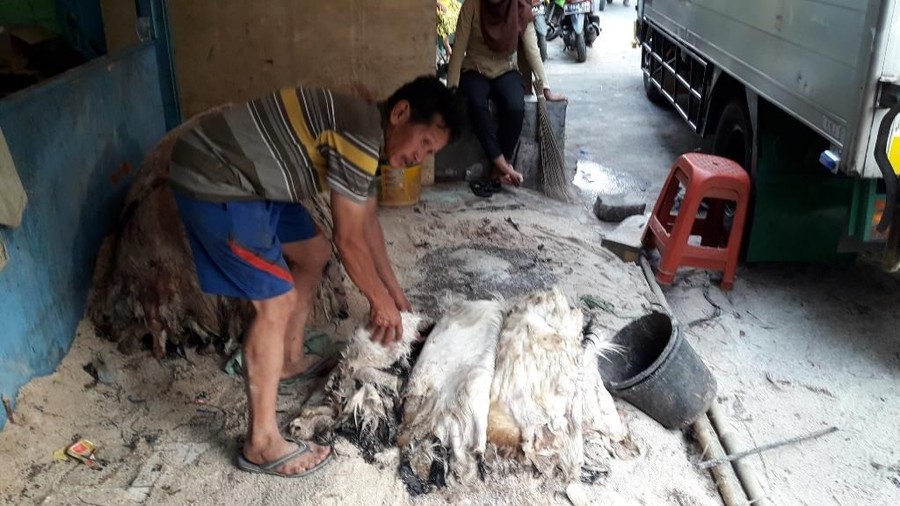 Bisnis Pengepul Kulit Kambing Sisa Kurban