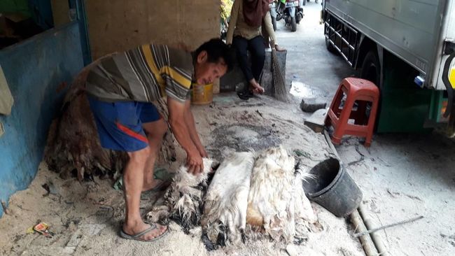 Apakah Kulit Hewan Kurban Boleh Dijual? Ini Penjelasannya Menurut Hukum Islam