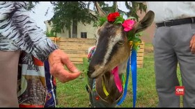 VIDEO: Koza Fest, Kontes Kecantikan Kambing Ukraina