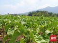 Petani Dapat Kabar Cukai Hasil Tembakau Naik 19 Persen 2021