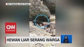 VIDEO: Detik-Detik Babi Hutan Serang Warga