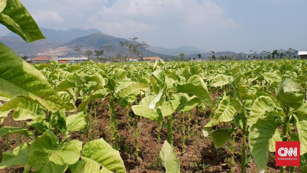 Sampoerna Gandeng 22 Ribu Petani Cengkih-Tembakau Pasok Bahan Baku