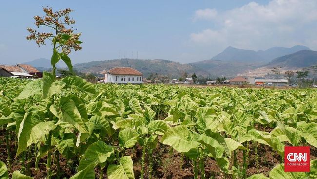 Produksi tembakau Jawa Barat tak mampu memenuhi kebutuhan di wilayah tersebut. Ke depan, produsen tembakau Jabar diharapkan bisa ekspor.