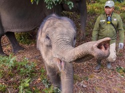 Bayi Gajah Sumatera Lahir di PLG Riau