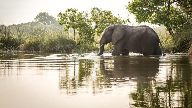 Ilustrasi gajah