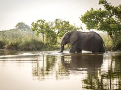 Turis Tewas Diserang Gajah Liar, Taman Nasional Tutup Jalur Pendakian