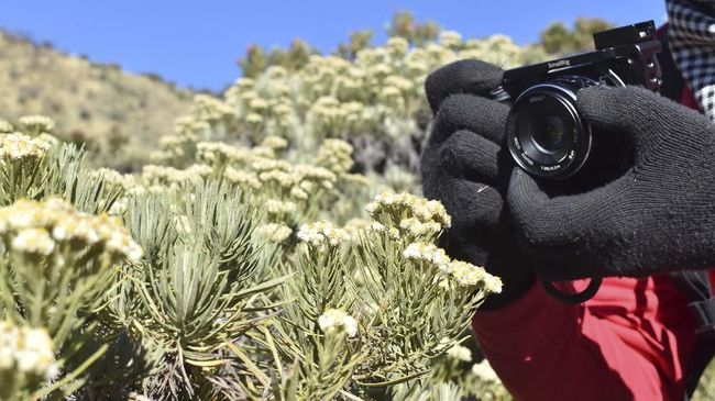 Sepasang kekasih masuk daftar 'blacklist' dari Balai Taman Nasional Gunung Rinjani karena ketahuan memetik bunga edelweis.