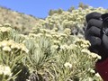 5 'Pantangan' saat di Gunung, Termasuk Petik Bunga Edelweis