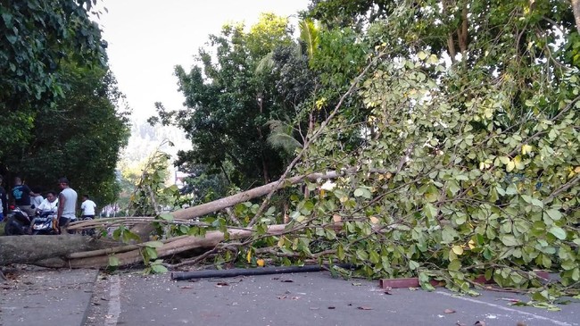 Sebuah pohon tumbang menimpa mobil yang terparkir di Universitas Pancasila, Jakarta Selatan, Rabu (21/8), dan merenggut satu korban jiwa.