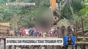 VIDEO: 19 Kerbau & Penggembala Tewas Tersambar Petir