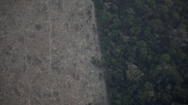 Dirangkum dari berbagai sumber, berikut spesies tanaman dan hewan penghuni asli Amazon yang ekosistemnya terancam lantaran terjadi kebakaran hutan.