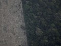 Spesies Tanaman dan Hewan Langka Penghuni Hutan Amazon