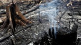 FOTO: Si Jago Merah Mengamuk di Hutan Amazon Kebakaran lahan yang melanda hutan hujan Amazon di Brasil disebut telah mencapai rekor terparah tahun ini.