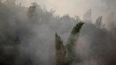 FOTO: Si Jago Merah Mengamuk di Hutan Amazon Kebakaran lahan yang melanda hutan hujan Amazon di Brasil disebut telah mencapai rekor terparah tahun ini.