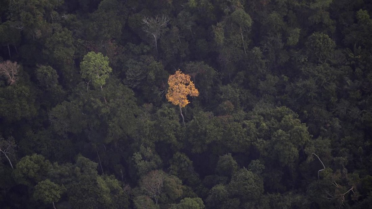 FOTO: Si Jago Merah Mengamuk di Hutan Amazon