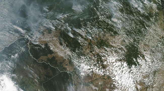 Dirangkum dari berbagai sumber, berikut spesies tanaman dan hewan penghuni asli Amazon yang ekosistemnya terancam lantaran terjadi kebakaran hutan.