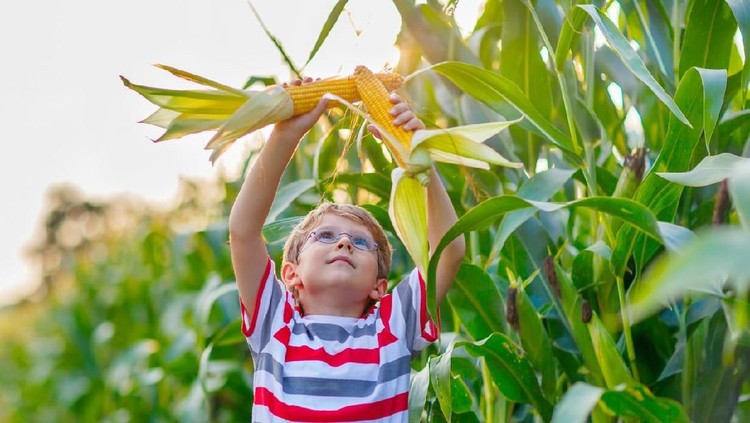 Menanam Jagung Yuk Bunda ajak si kecil menyanyikan lagu anak bertema alam.
