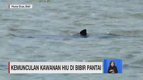 VIDEO: Kemunculan Kawanan Hiu di Perairan Bali