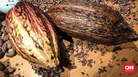 Ransiki, Cokelat Persaudaraan dari Tanah Papua