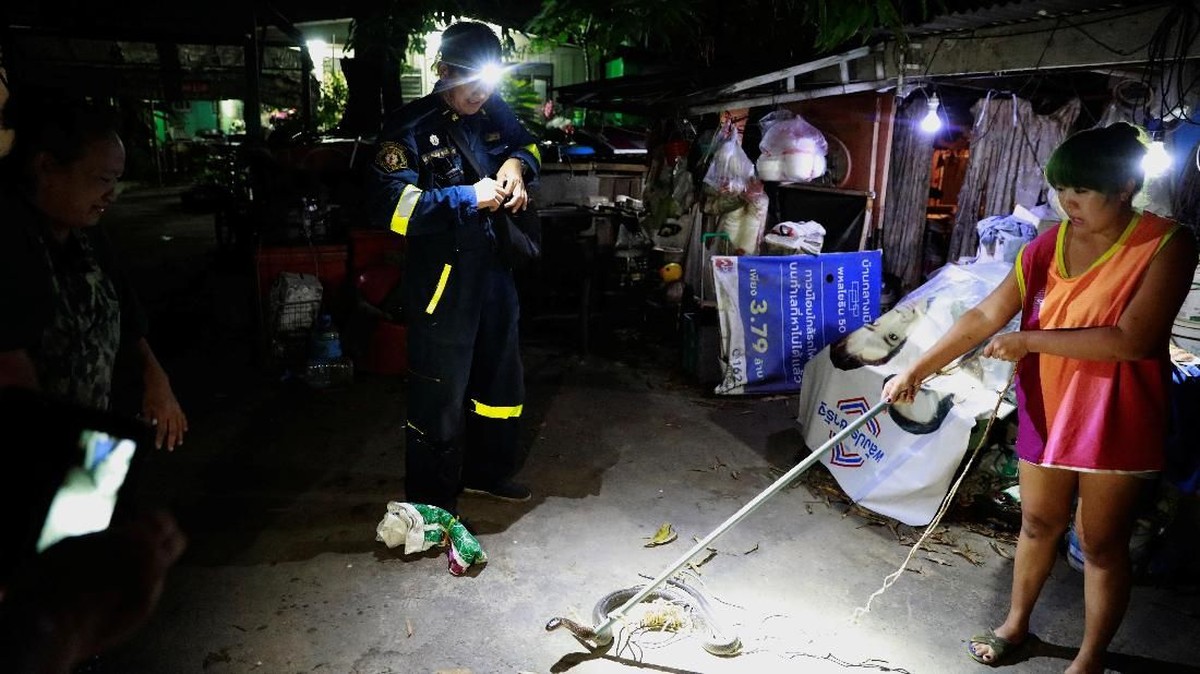 FOTO: Pukpinyo, 'Pahlawan' Bangkok Penakluk 10 Ribu Ular